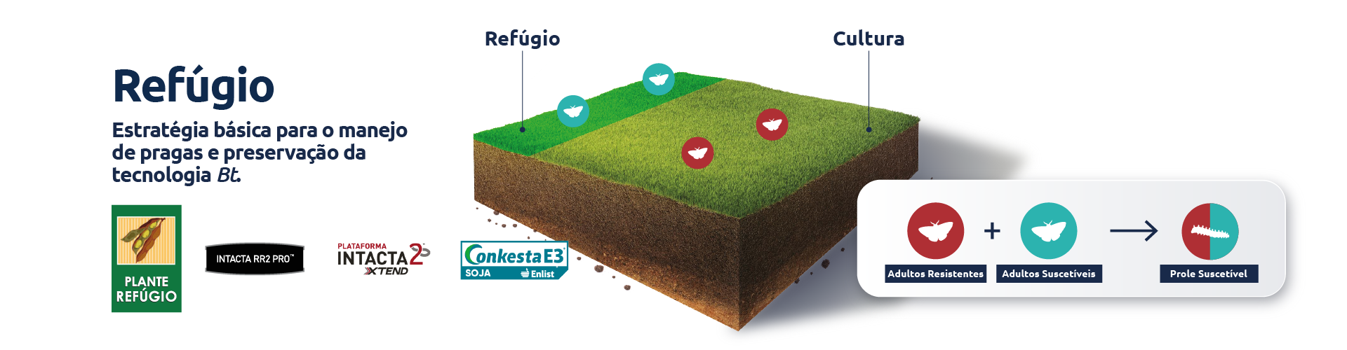 Conteúdo do Cultivar