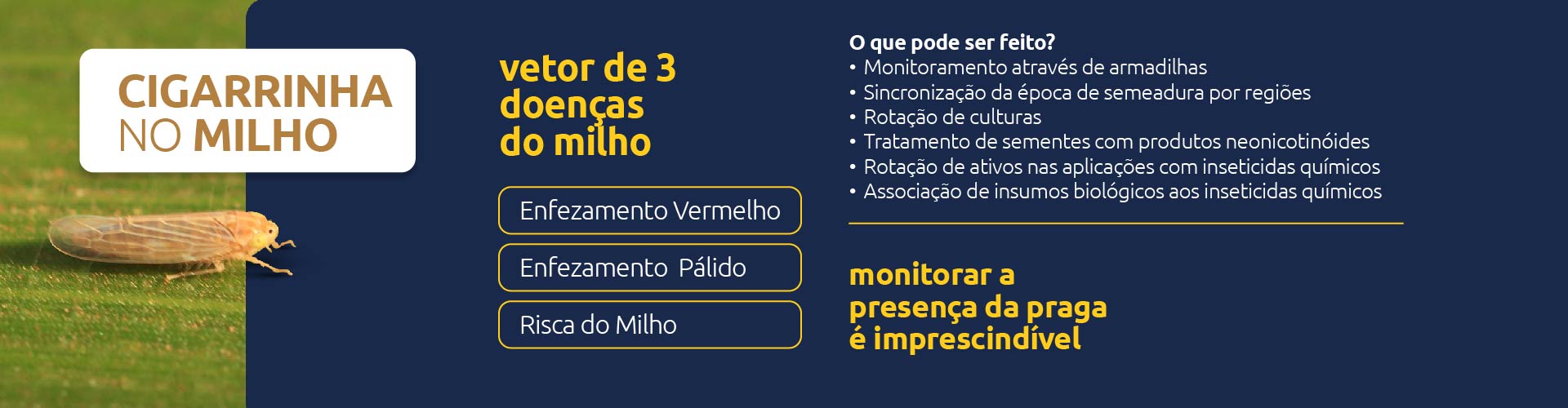 Conteúdo do Cultivar