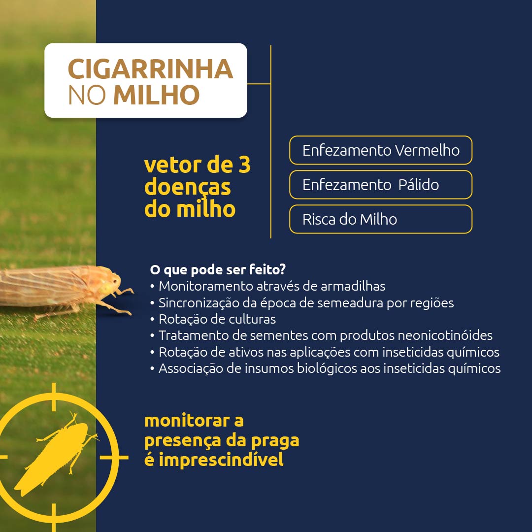 Conteúdo do Cultivar